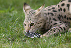Savannah