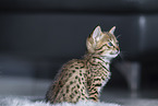 Savannah Kitten