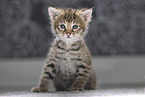 Savannah Kitten
