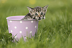 Savannah Kitten
