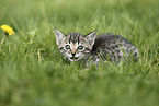 Savannah Kitten