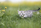 Savannah Kitten
