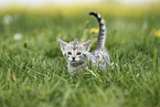 Savannah Kitten