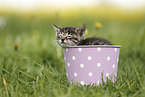 Savannah Kitten