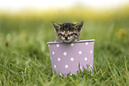 Savannah Kitten