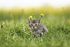Savannah Kitten