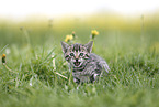 Savannah Kitten