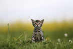 Savannah Kitten