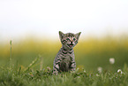 Savannah Kitten