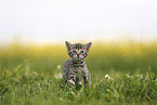 Savannah Kitten