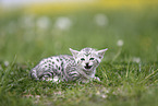 Savannah Kitten