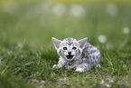Savannah Kitten