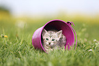 Savannah Kitten