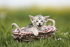 Savannah Kitten