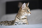 Savannah-Cat