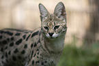 Savannah-Cat