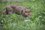 Savannah-Cat