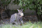 Savannah-Cat