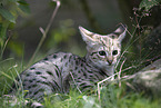Savannah-Cat
