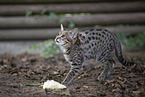 Savannah-Cat