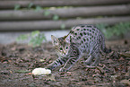 Savannah-Cat