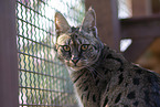 Savannah