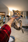 Savannah Kitten