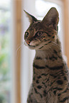 Savannah