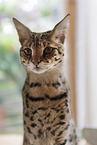 Savannah