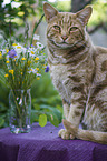 Savannah cat