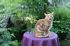 Savannah cat