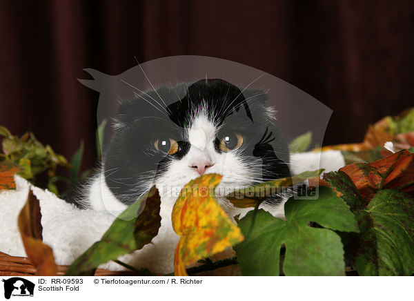 Scottish Fold / RR-09593