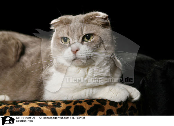Scottish Fold / Scottish Fold / RR-09596