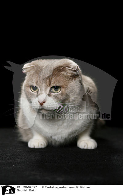 Scottish Fold / Scottish Fold / RR-09597