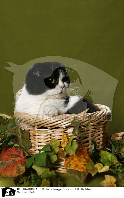 Scottish Fold / Scottish Fold / RR-09601