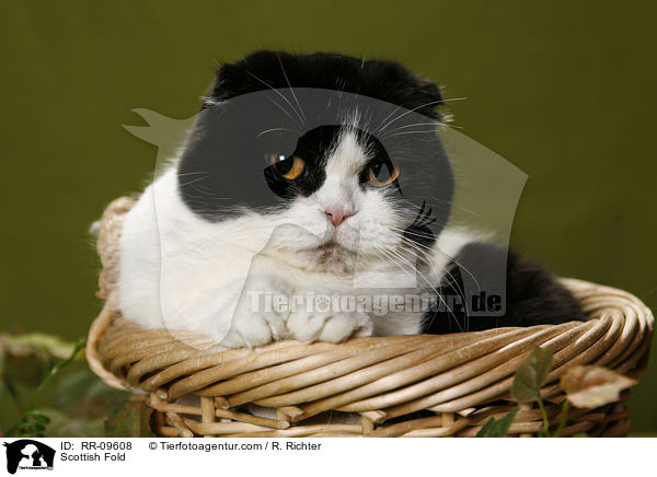 Scottish Fold / Scottish Fold / RR-09608