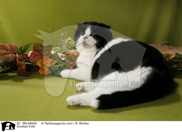 Scottish Fold / Scottish Fold / RR-09609