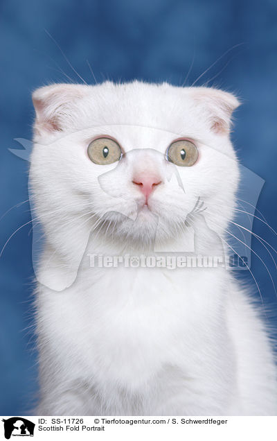 Scottish Fold Portrait / SS-11726