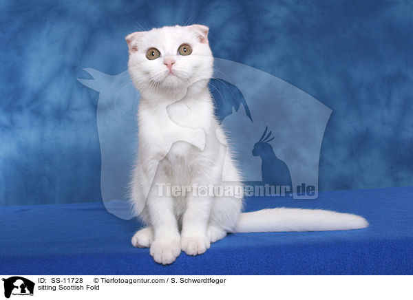 sitting Scottish Fold / SS-11728