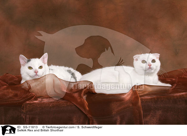 Selkirk Rex and British Shorthair / SS-11813