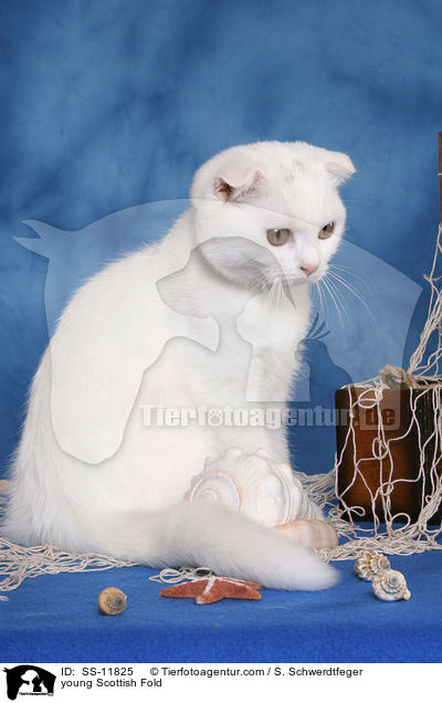 young Scottish Fold / SS-11825