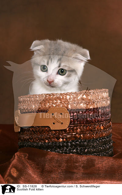 Scottish Fold kitten / SS-11828
