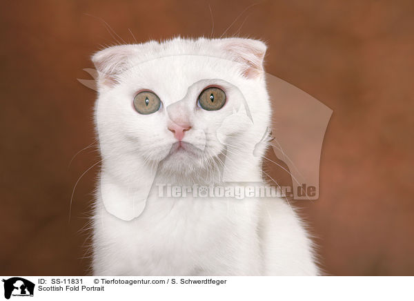 Scottish Fold Portrait / SS-11831