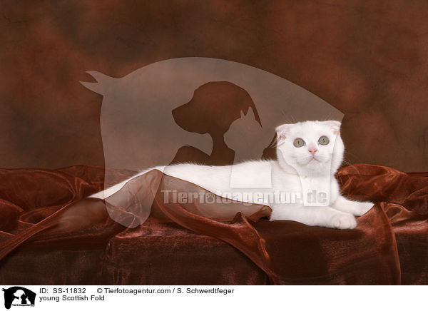 junge Scottish Fold / young Scottish Fold / SS-11832