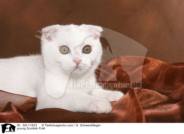 young Scottish Fold / SS-11833