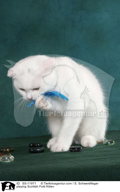 playing Scottish Fold Kitten / SS-11971
