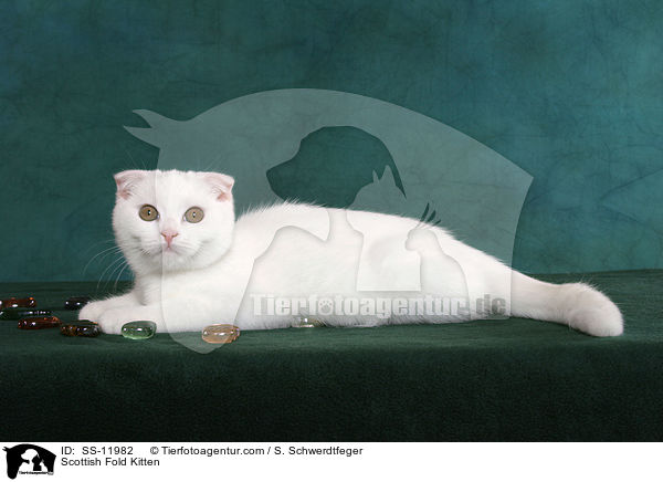 Scottish Fold Kitten / SS-11982