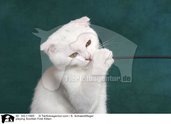 playing Scottish Fold Kitten / SS-11985