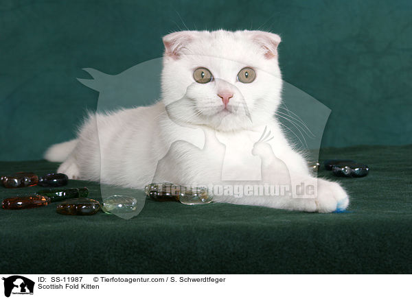 Scottish Fold Kitten / SS-11987