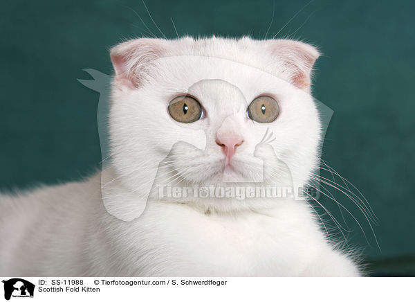 Scottish Fold Kitten / SS-11988